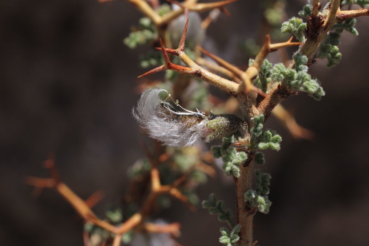 Adesmia polyphylla flower
