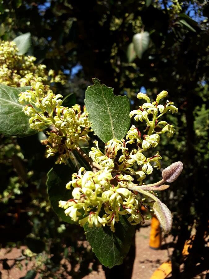 Lomatia hirsuta flower