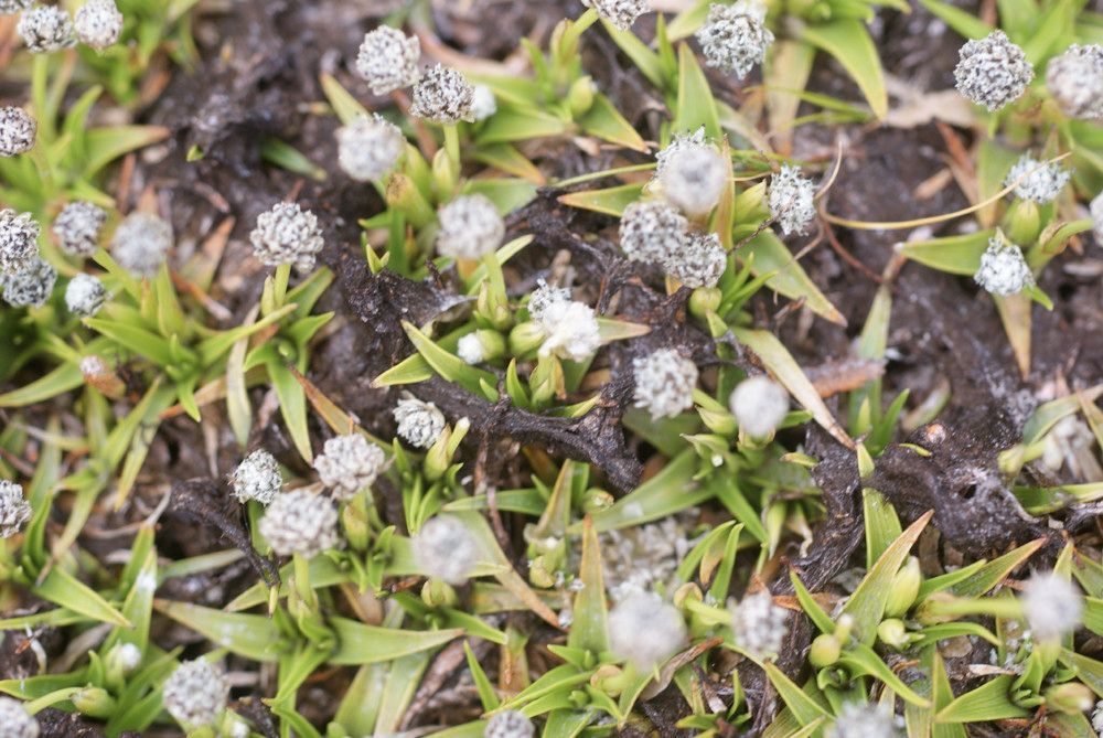 Eriocaulon striatum — houseplant care guide