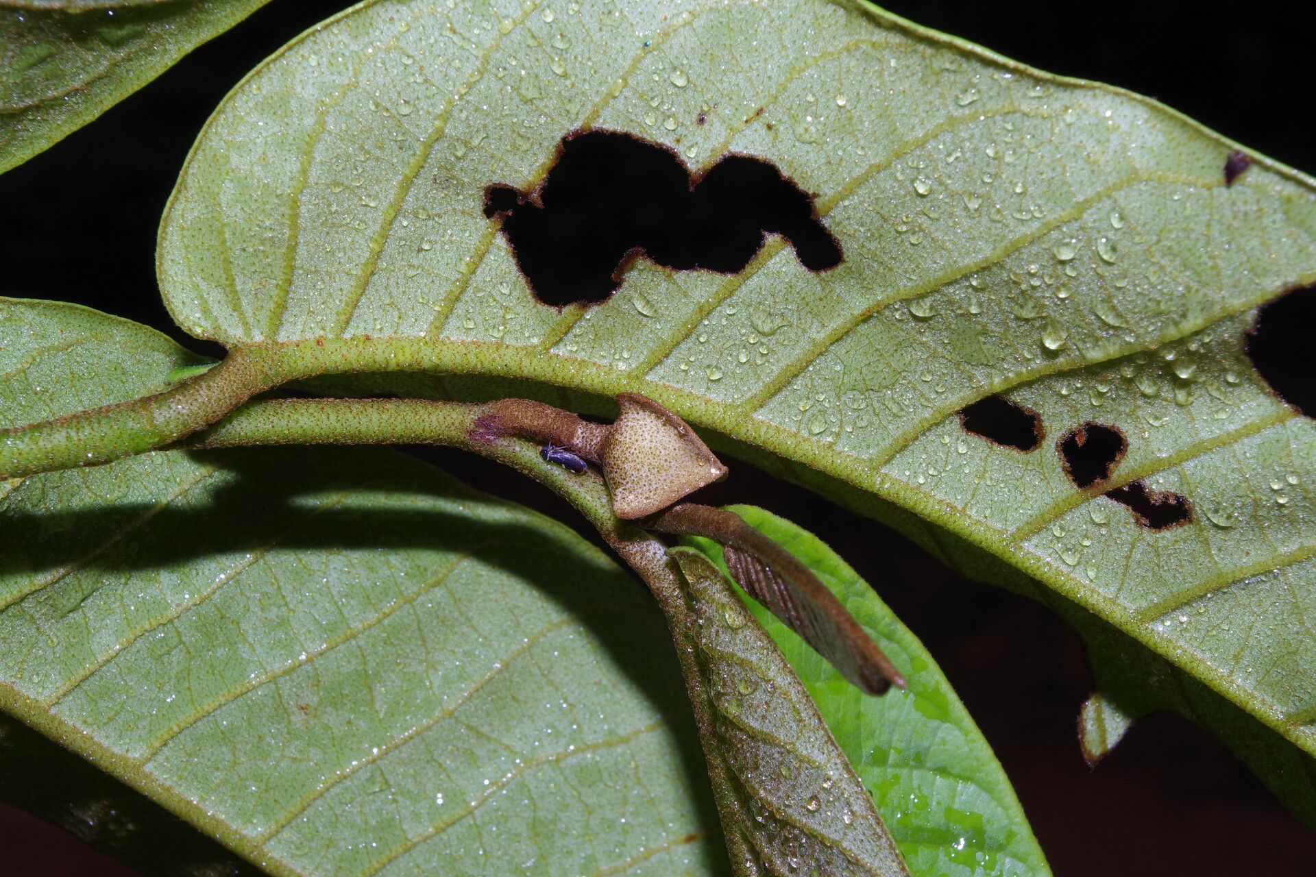 Uvaria klainei — houseplant care guide