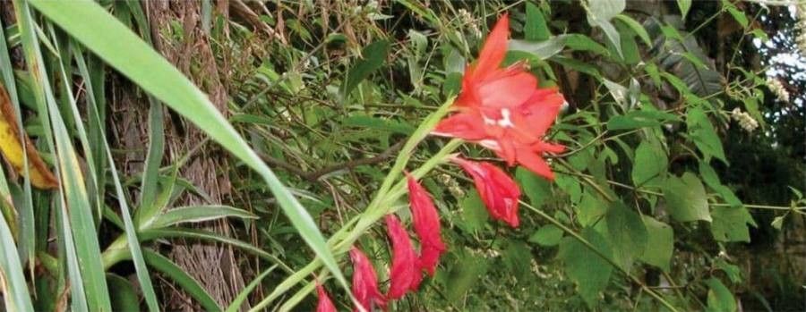 Gladiolus cruentus — search result for 'Gladiolus'