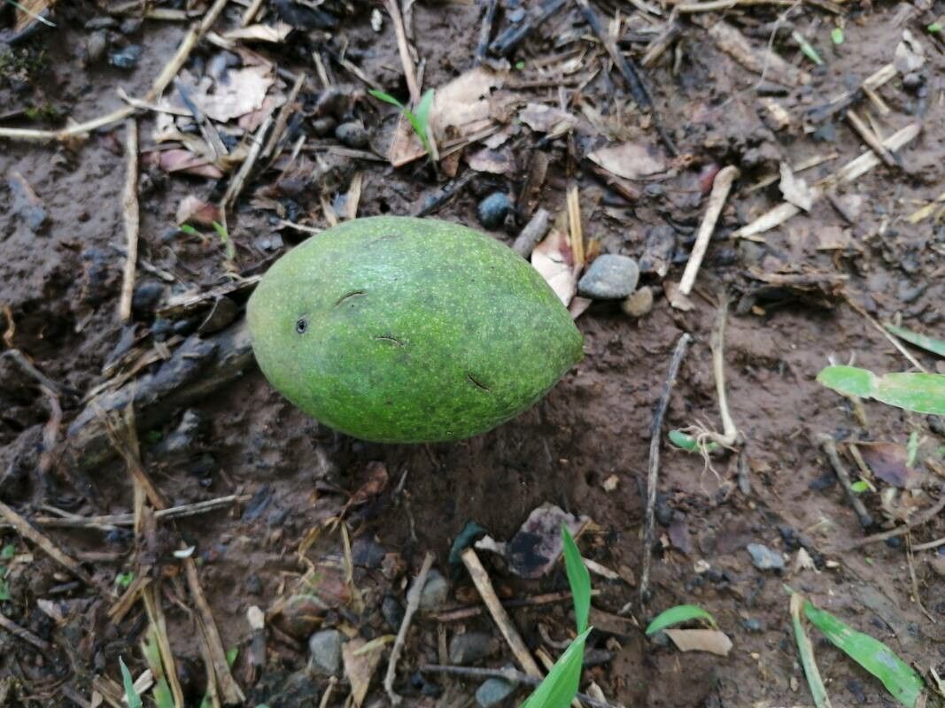 Andira inermis fruit