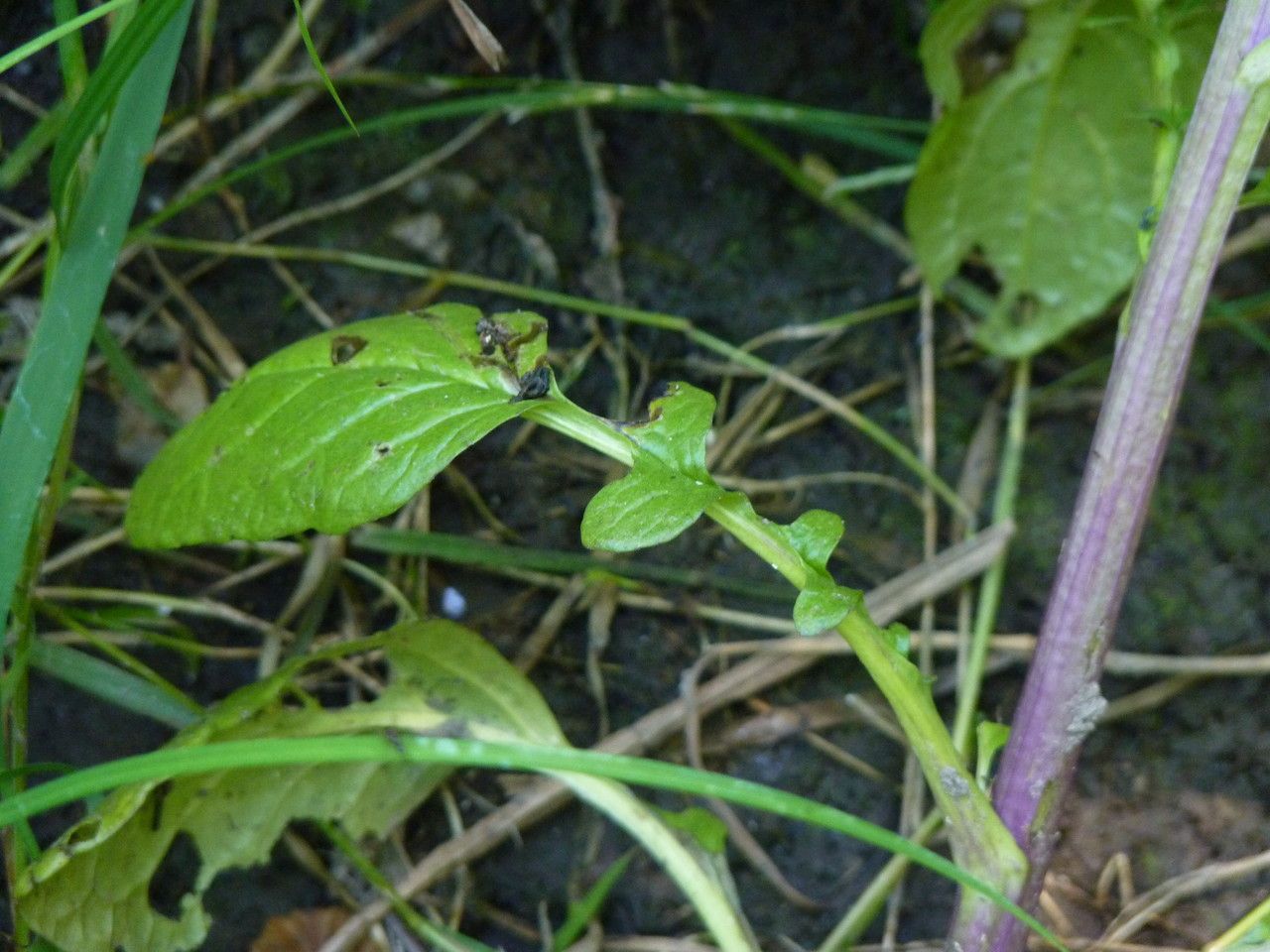 Senecio aquaticus — search result for 'Jacobaea'
