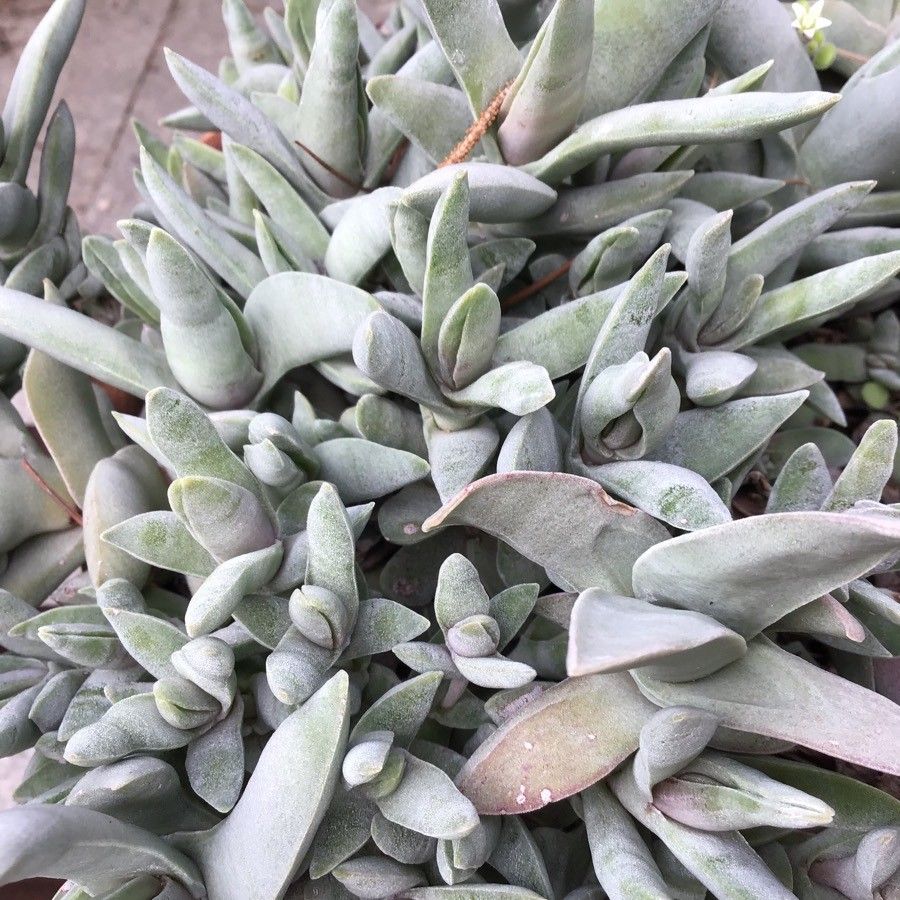 Crassula perfoliata — search result for 'Crassula'