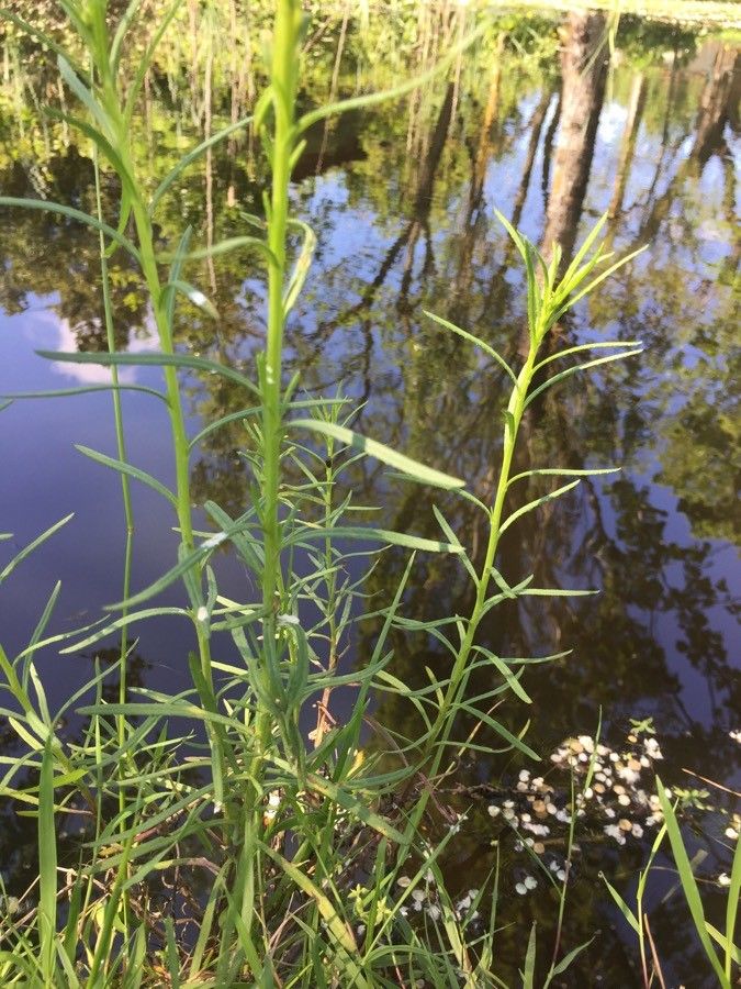 Dulichium arundinaceum — search result for 'Cyperaceae'