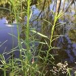 Dulichium arundinaceum