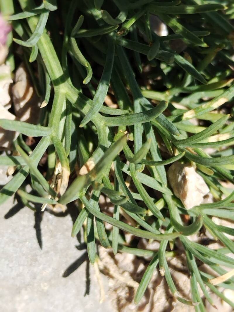 Seseli malyi — search result for 'Seseli'