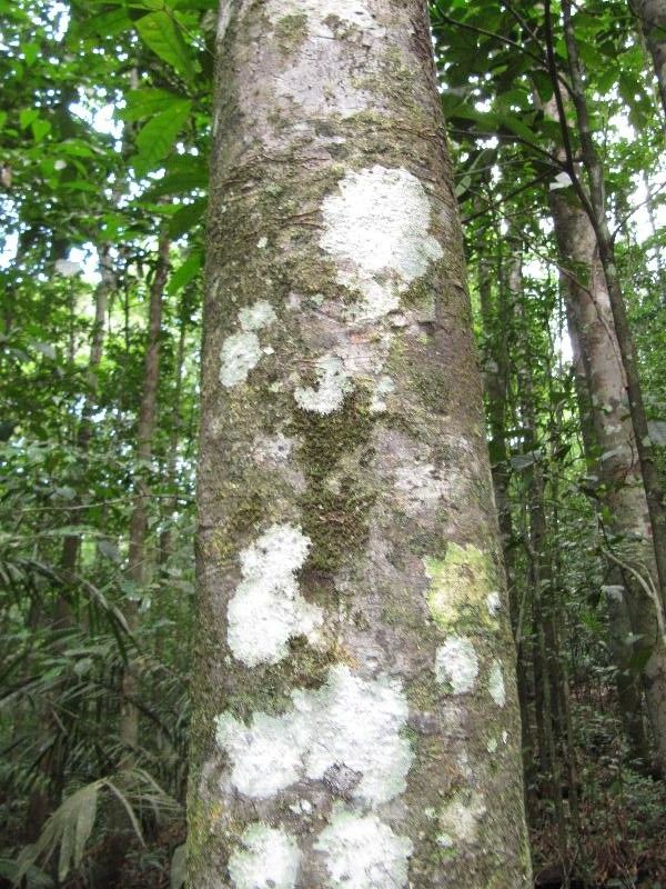 Quiina integrifolia bark