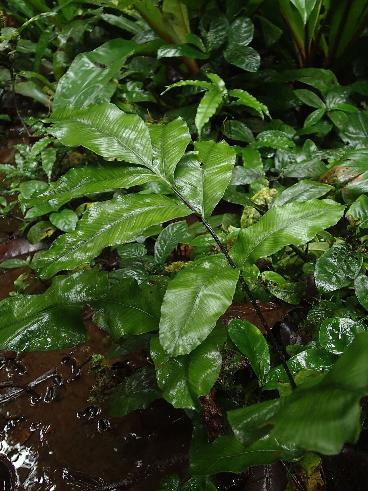 Asplenium annetii leaf