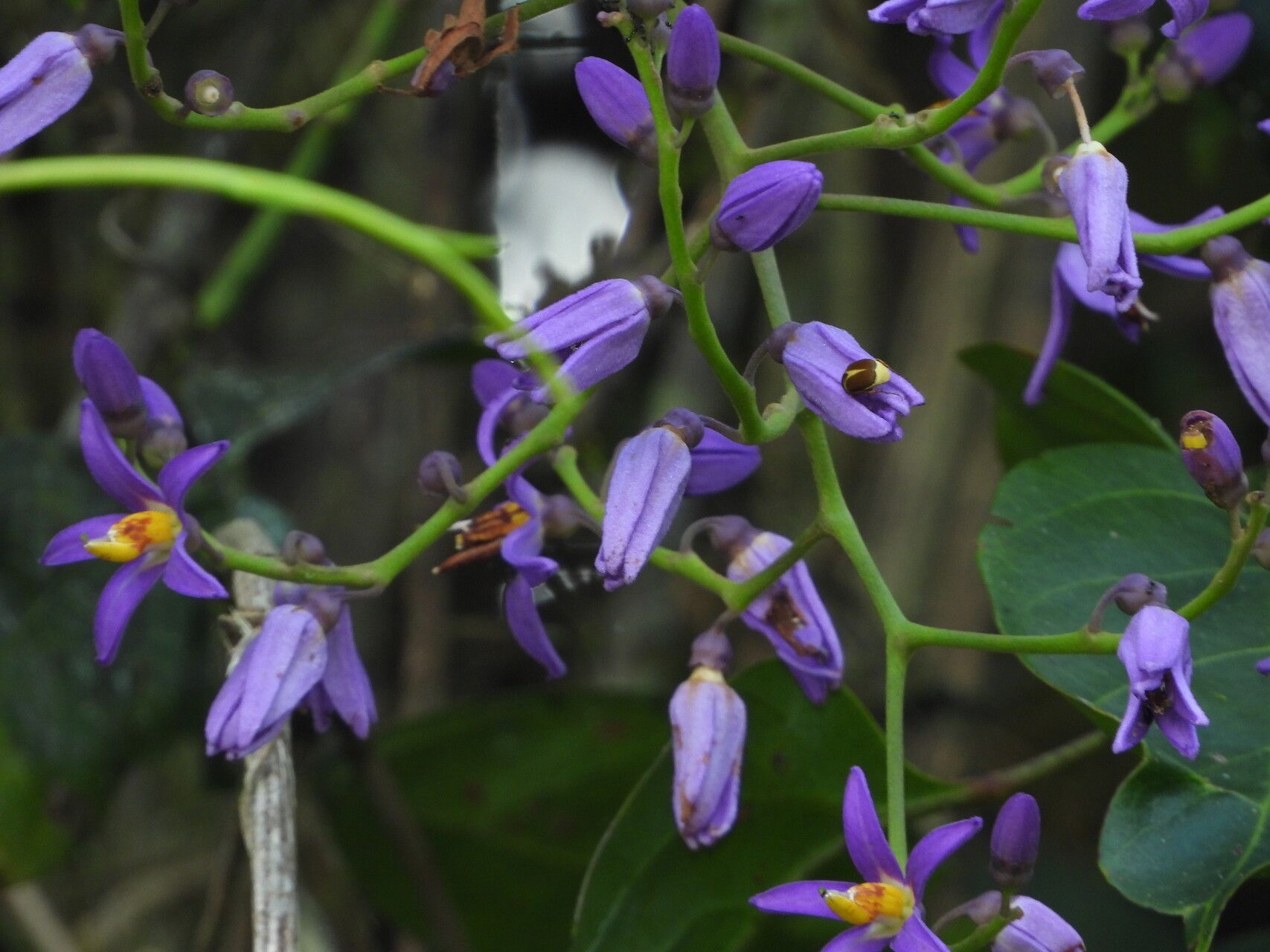 Solanum uncinellum flower