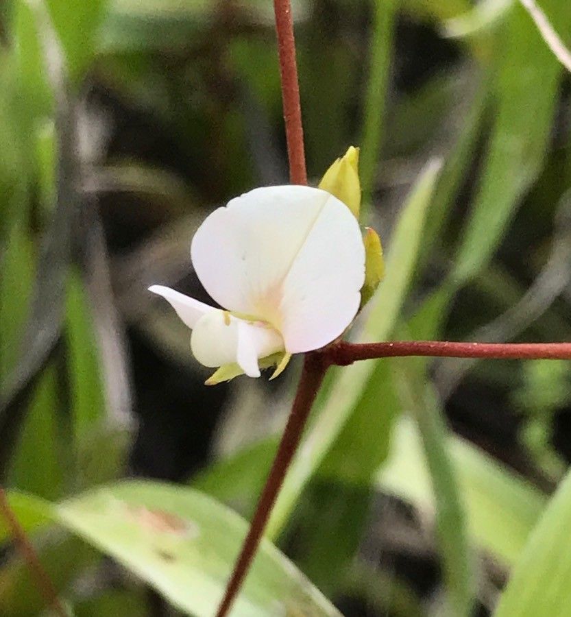 Galactia erecta — related species from the same genus