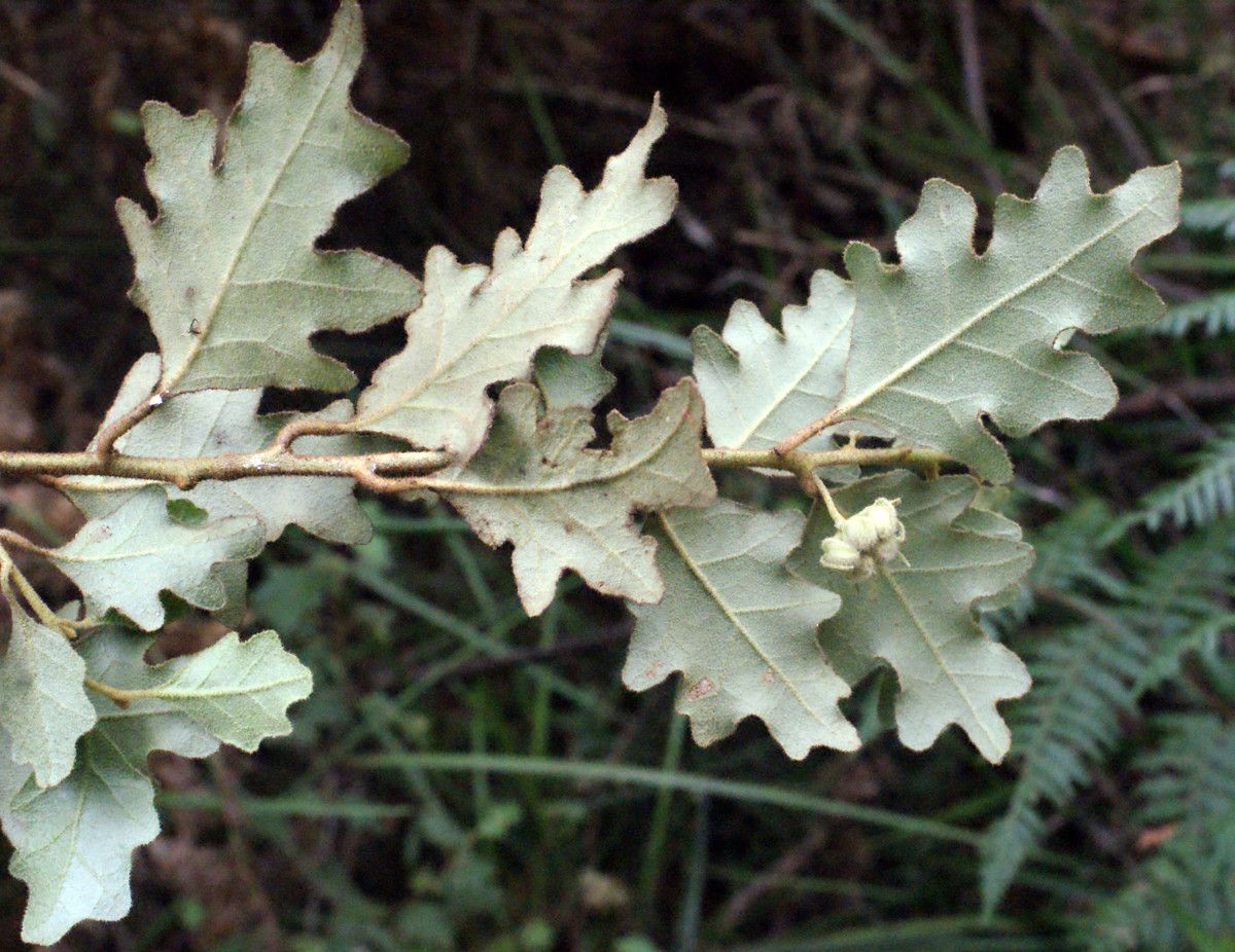 Chorilaena quercifolia leaf