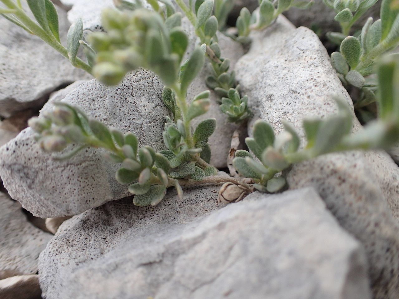Alyssum flexicaule habit