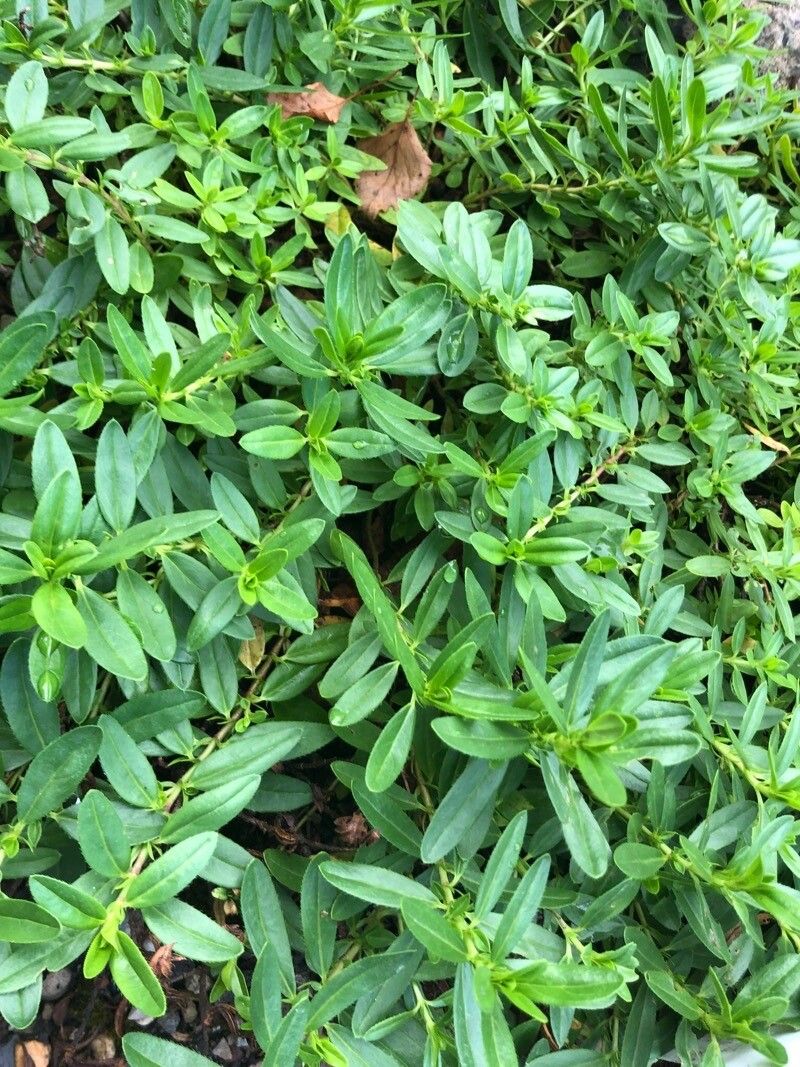 Helianthemum glaucescens — houseplant care guide