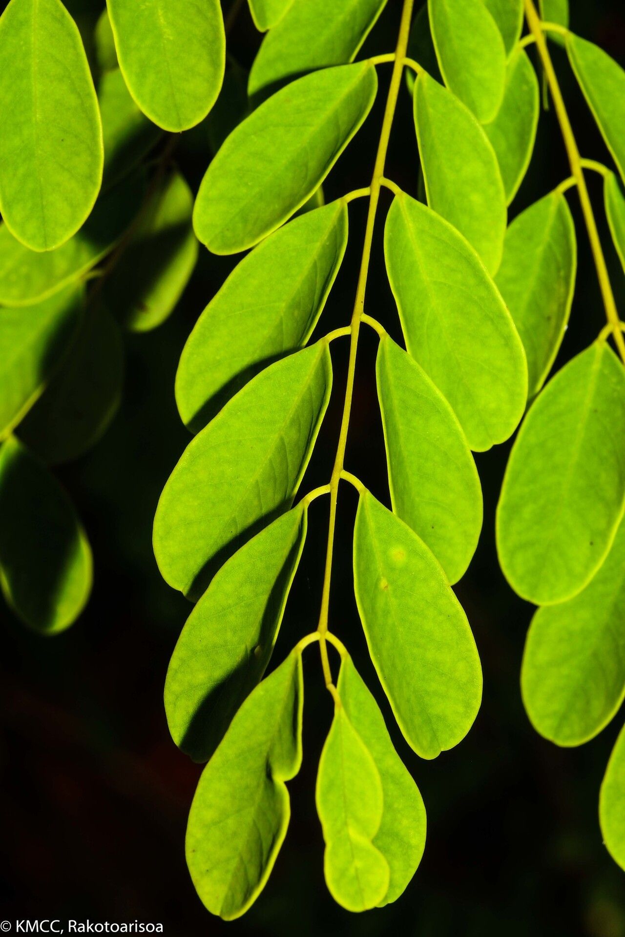 Dalbergia tsiandalana — search result for 'Dalbergia'