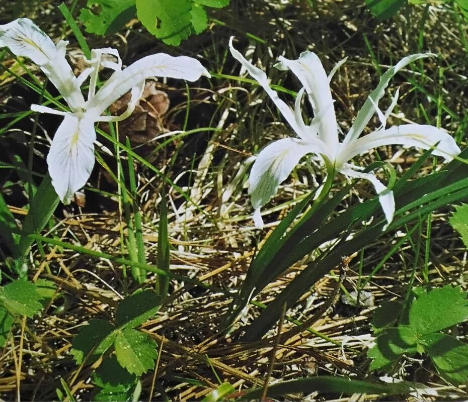 Iris bracteata — houseplant care guide