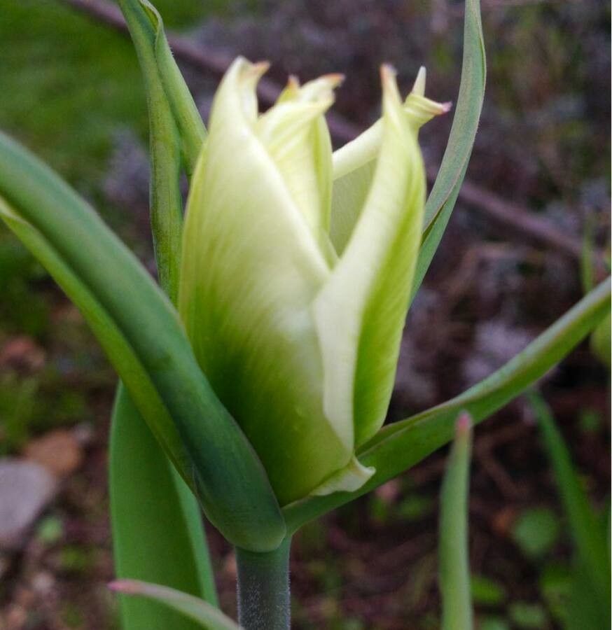 Tulipa marjolleti habit