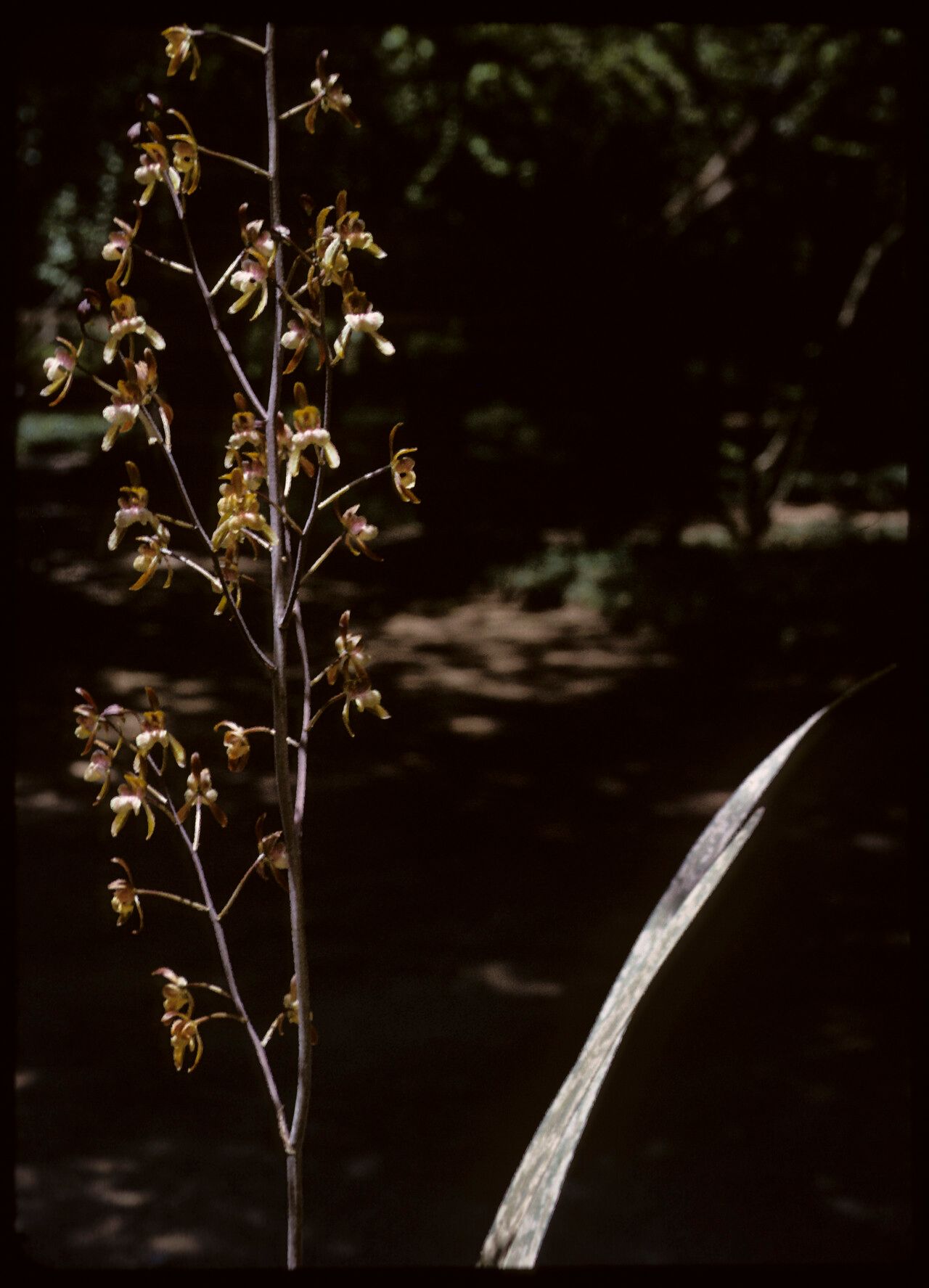 Eulophia hebdingiana — houseplant care guide