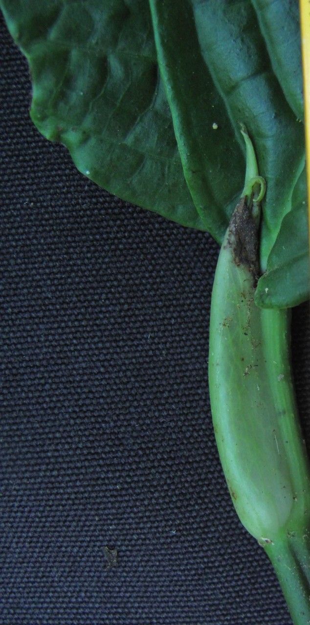 Piper epigynium fruit