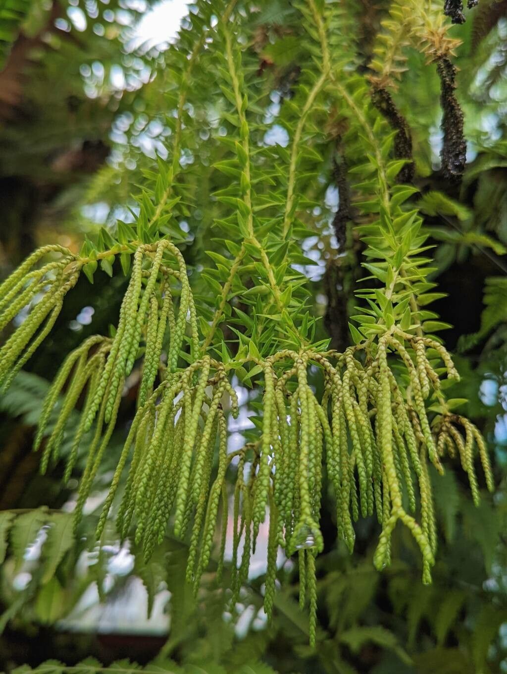 Phlegmariurus phlegmaria leaf