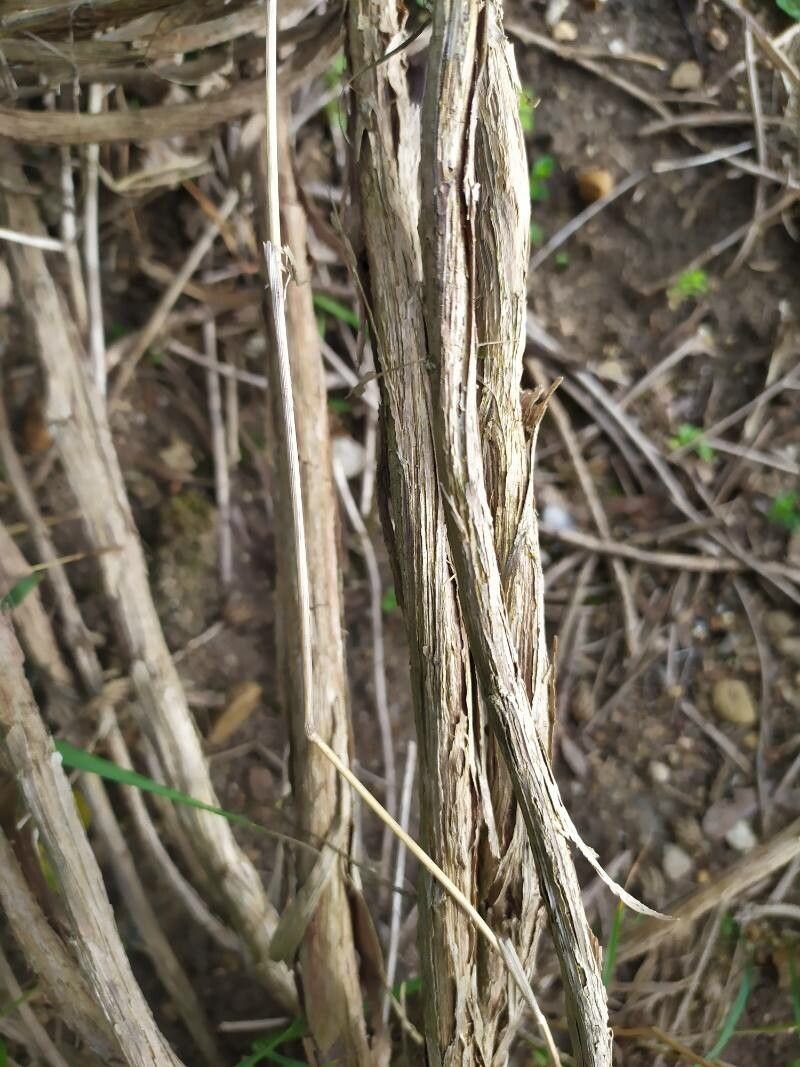Centaurea cineraria bark