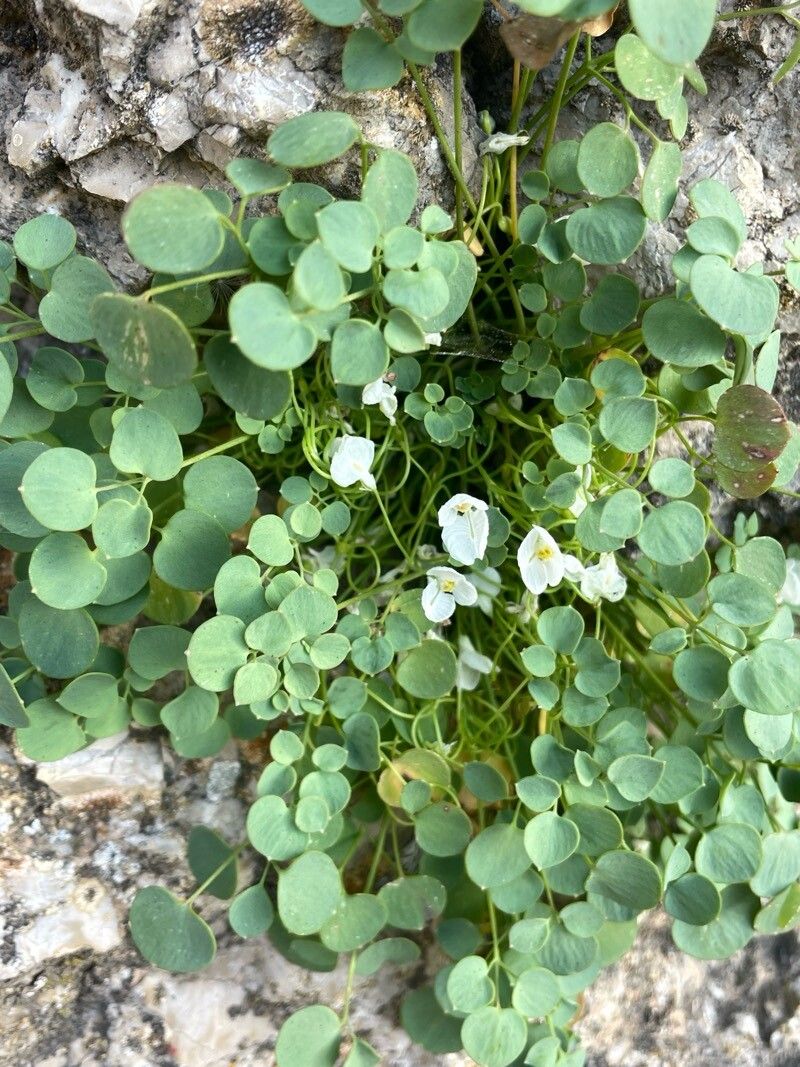 Sarcocapnos baetica — related species from the same genus