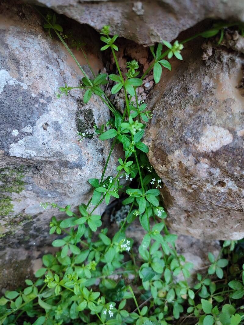 Asperula laevigata habit