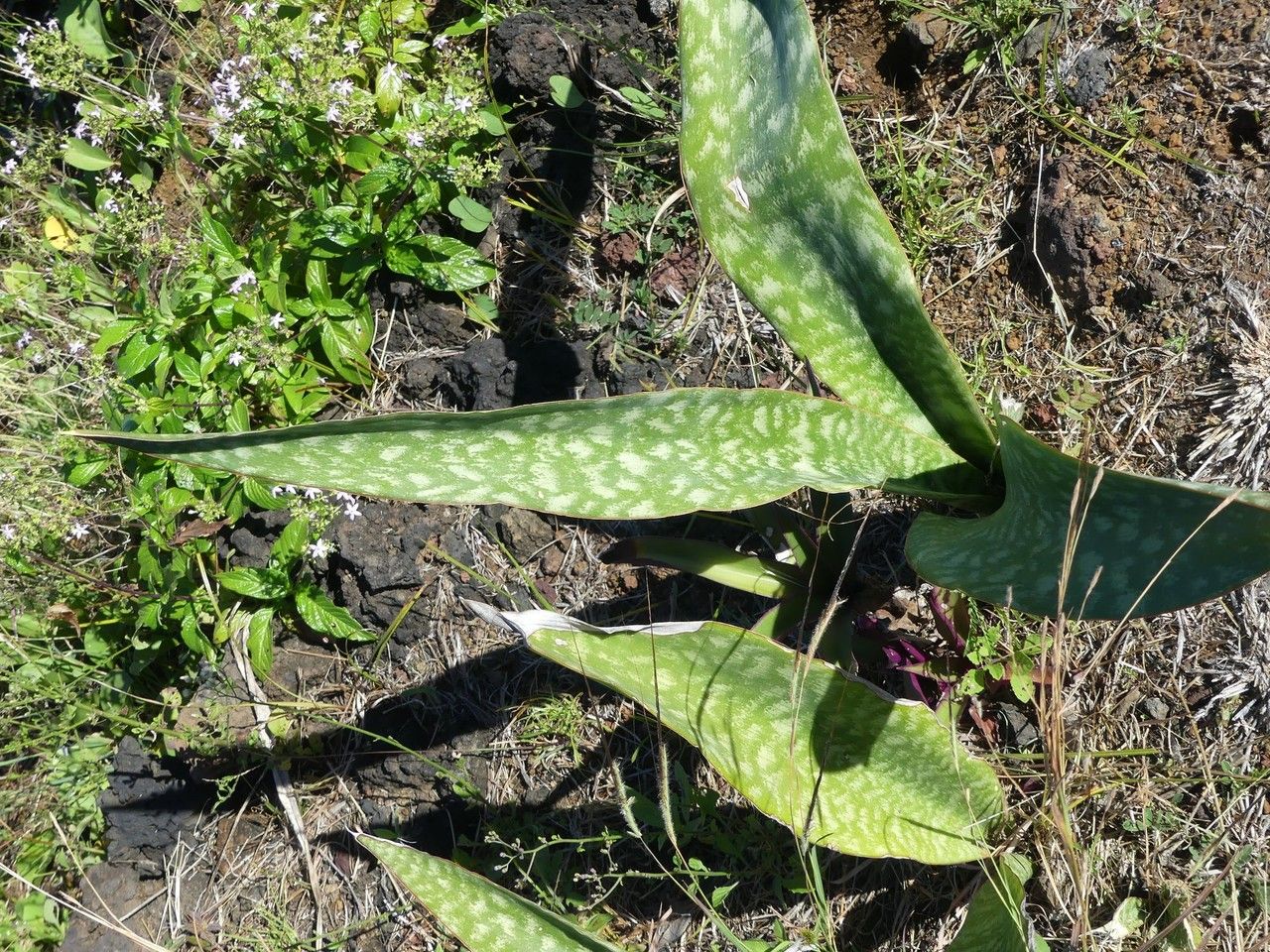 Sansevieria metallica — search result for 'Sansevieria'