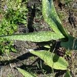 Sansevieria metallica