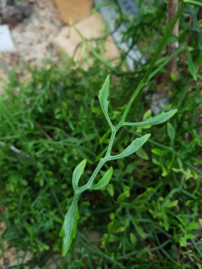 Kalanchoe schizophylla — houseplant care guide