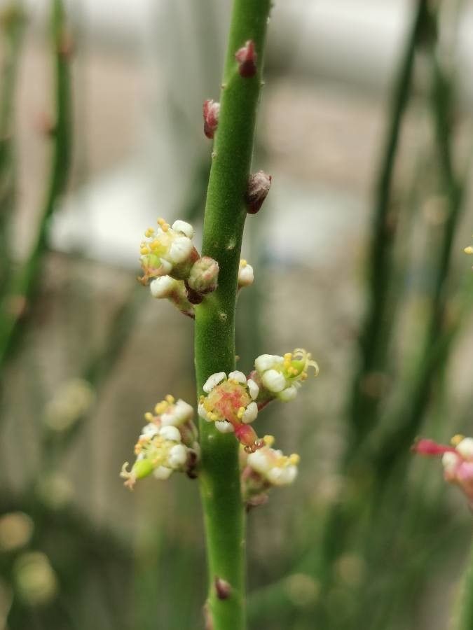 Euphorbia antisyphilitica flower