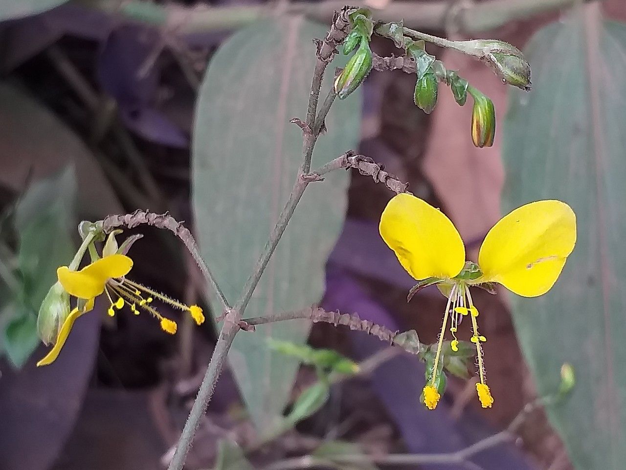Aneilema aequinoctiale flower