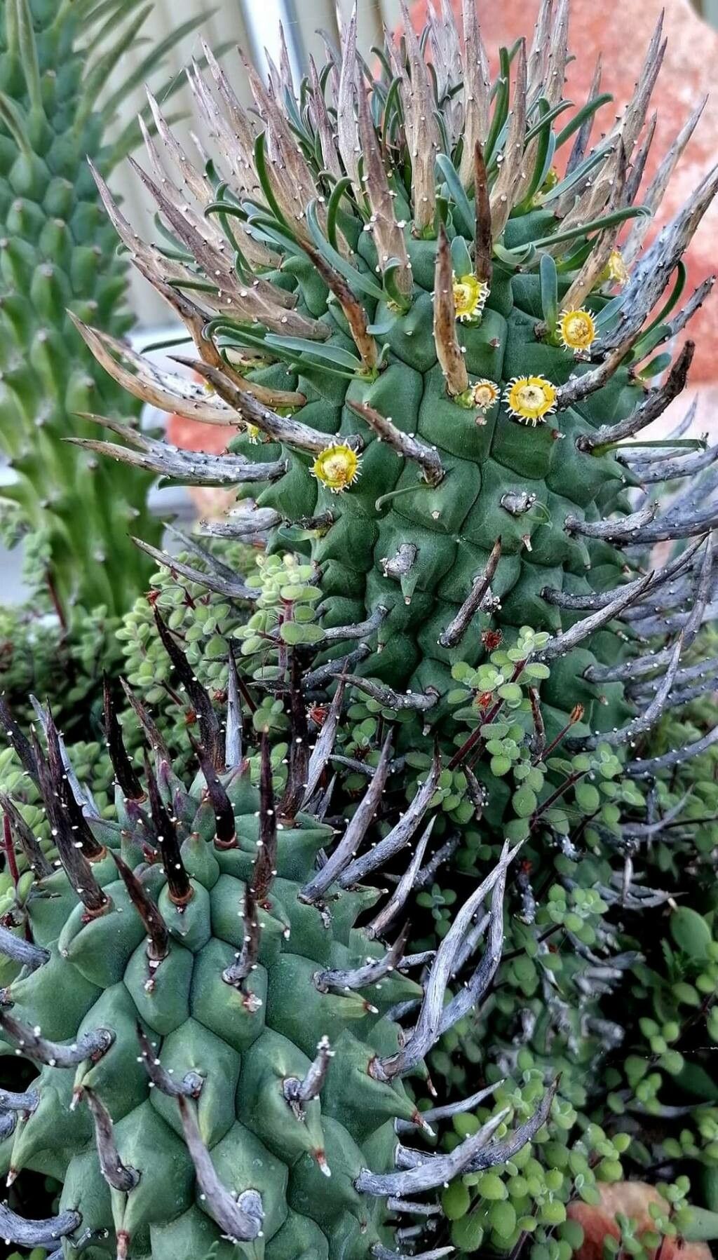 Euphorbia schoenlandii leaf