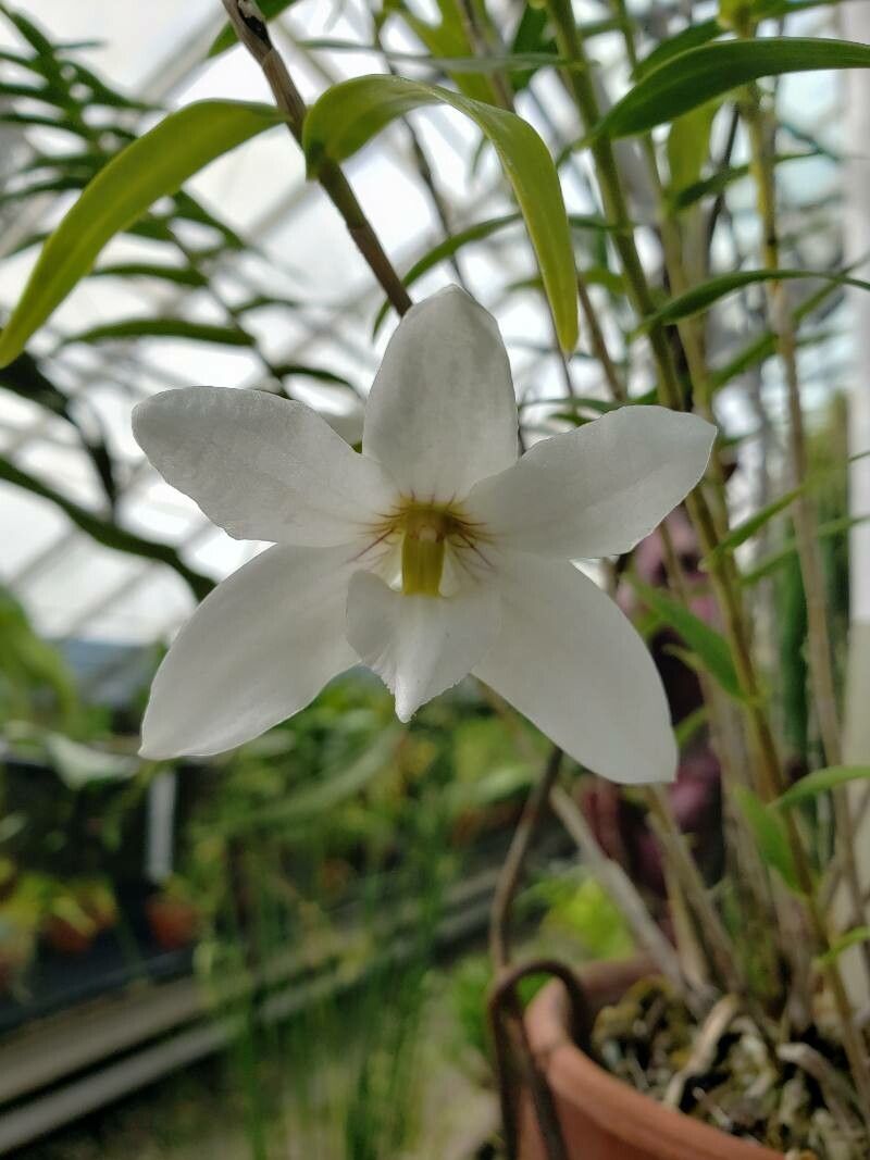 Dendrobium auriculatum flower