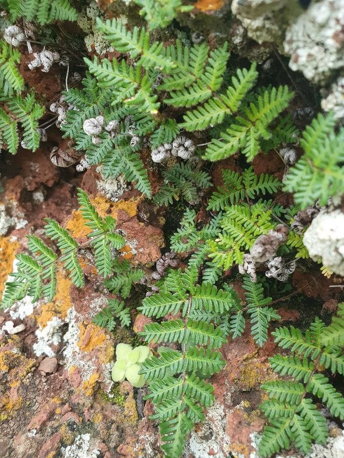 Asplenium cordatum — houseplant care guide