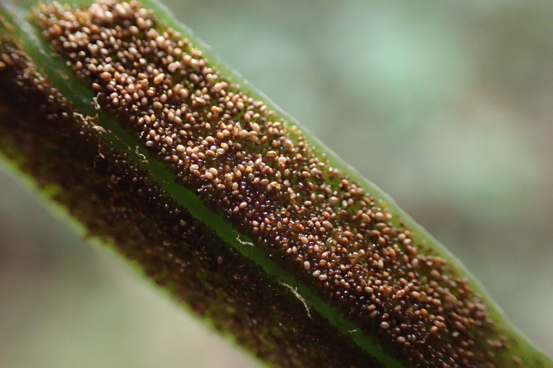 Lomariopsis hederacea — houseplant care guide