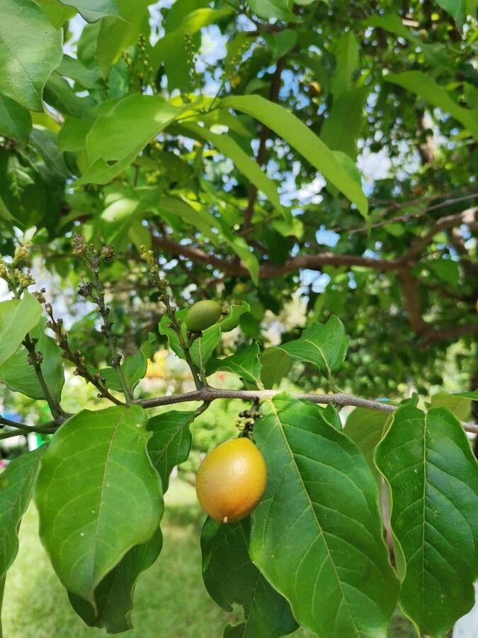Bunchosia nitida fruit