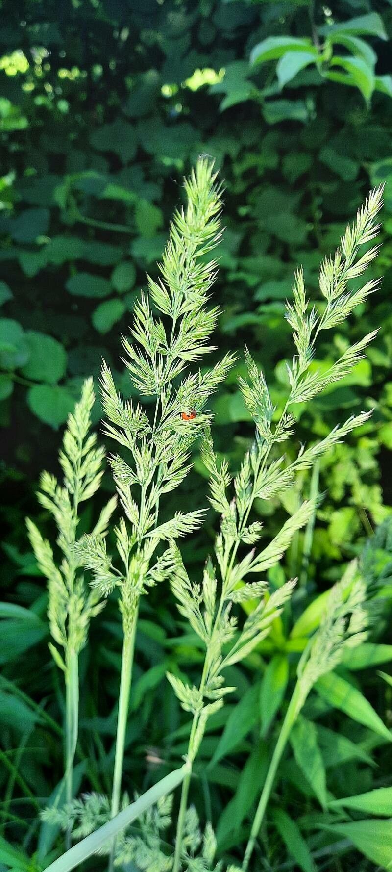 Gastridium ventricosum — houseplant care guide