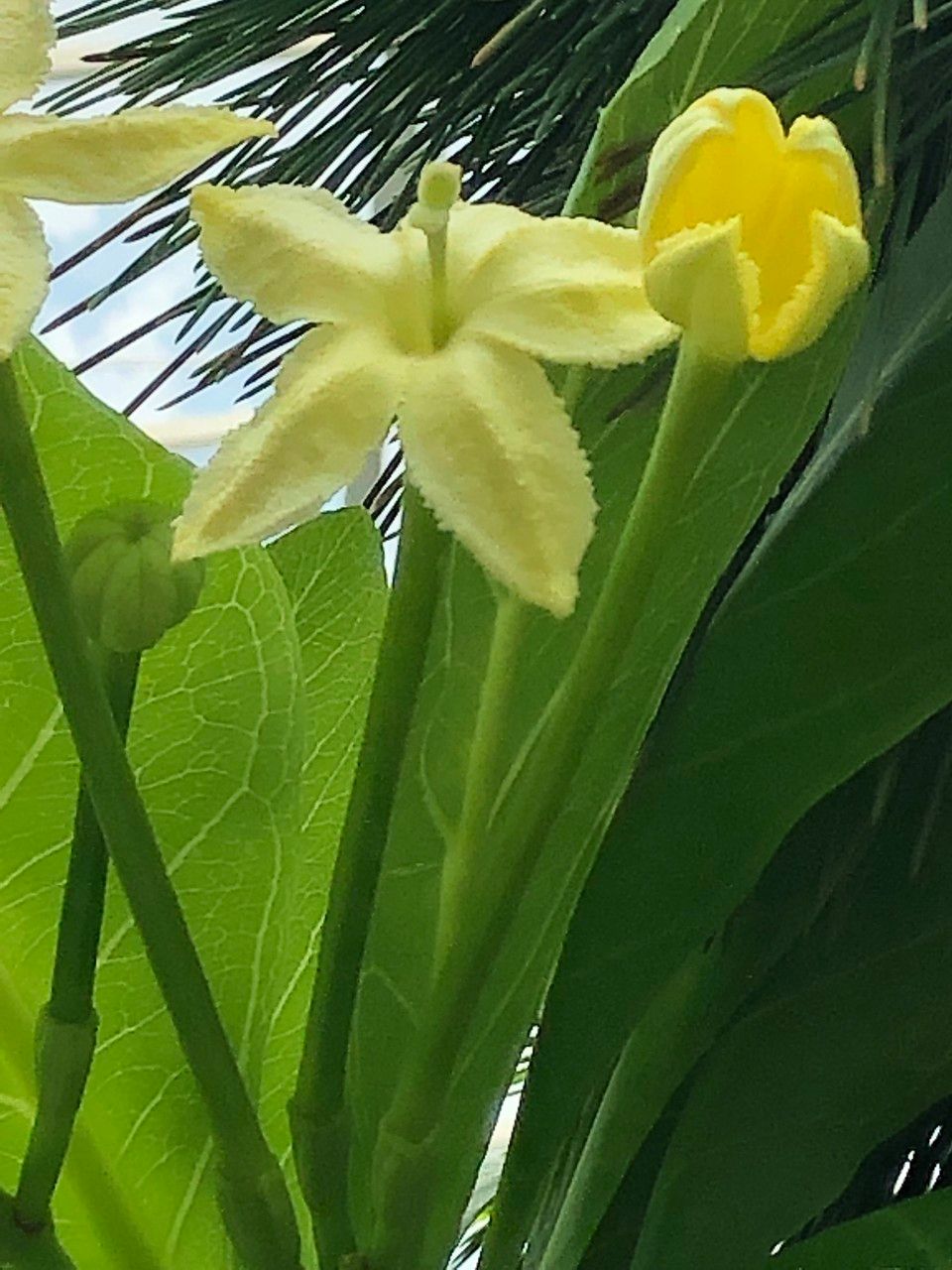 Brighamia insignis flower