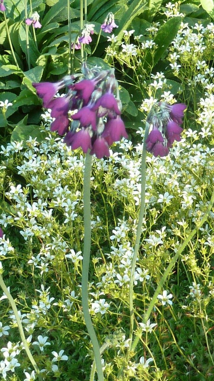 Primula secundiflora flower