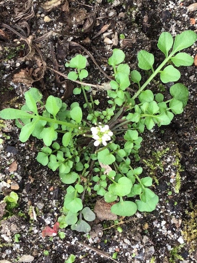 Rumex confertus flower