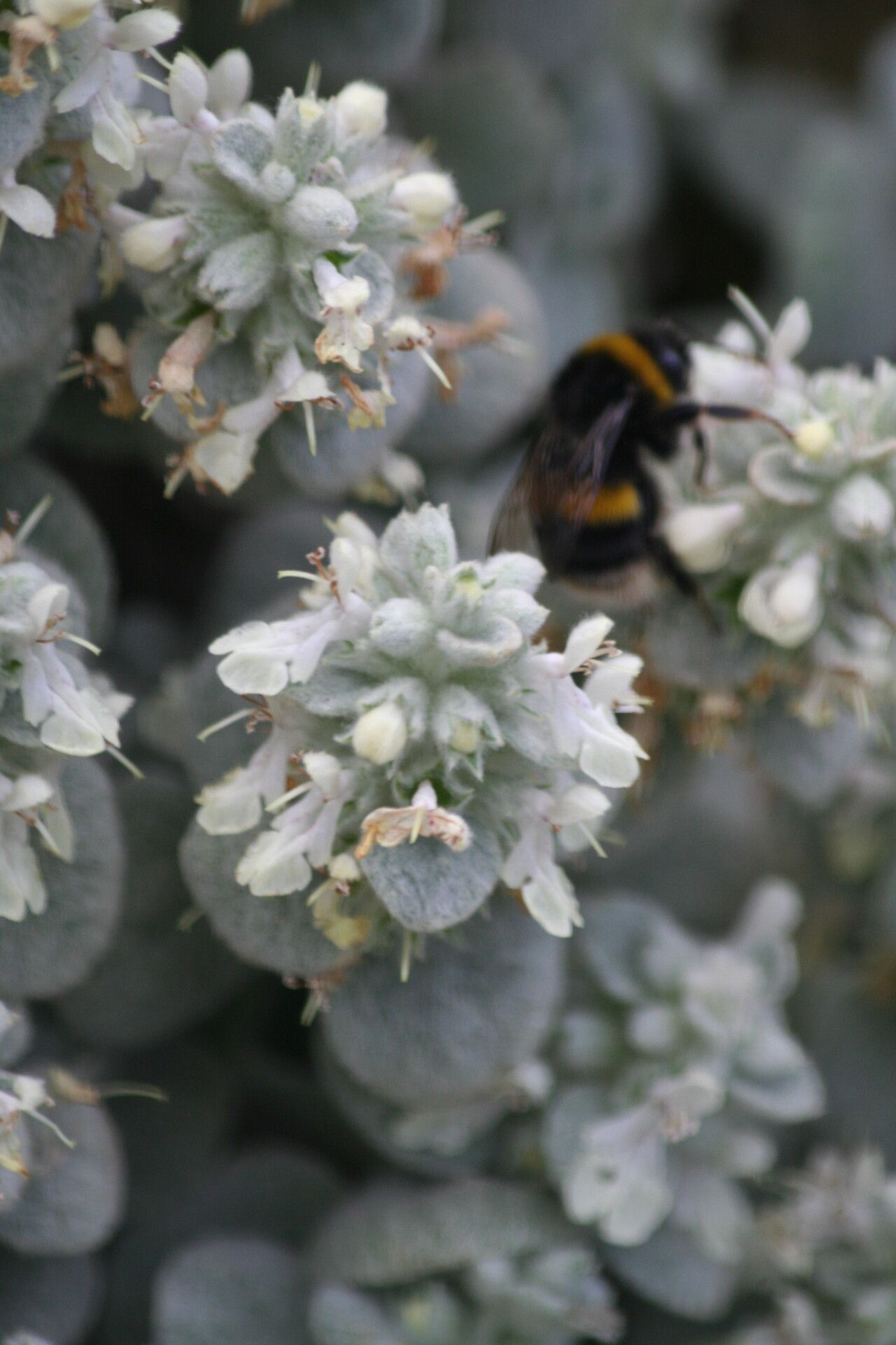 Stachys candida — search result for 'Stachys'