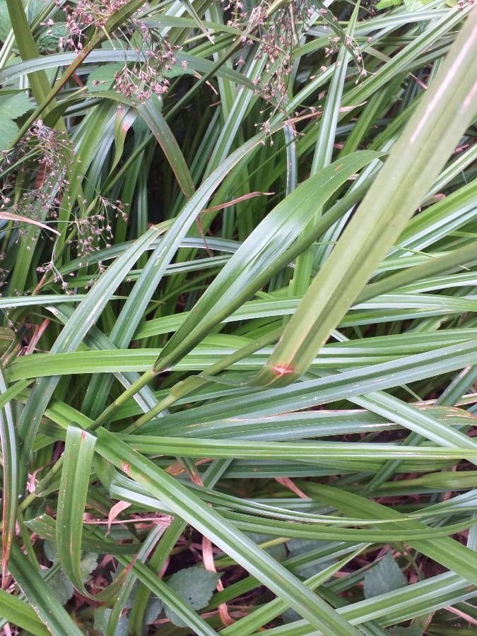 Scirpus sylvaticus leaf