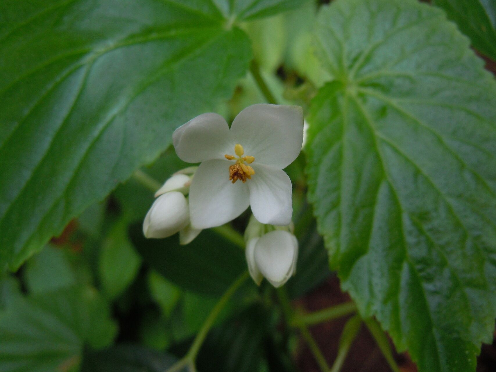 Begonia annobonensis — houseplant care guide
