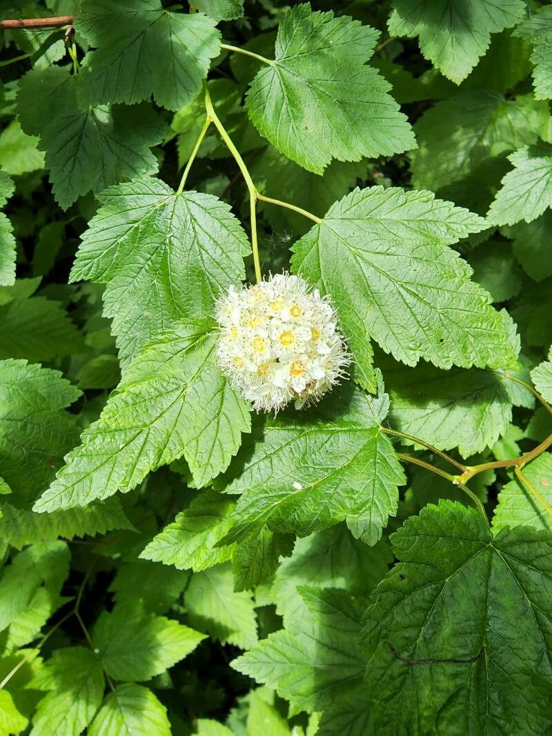 Physocarpus capitatus