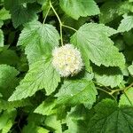 Physocarpus capitatus
