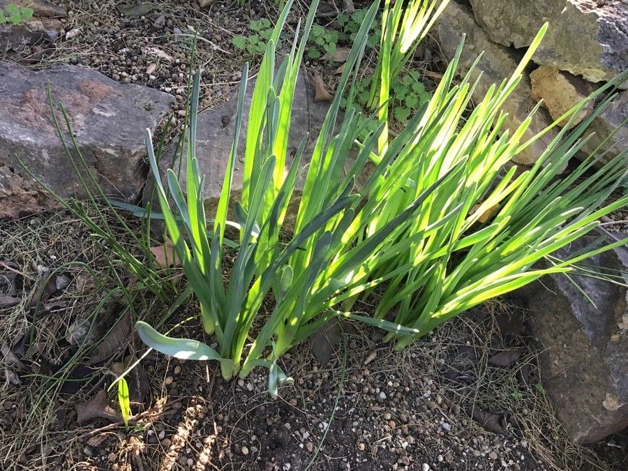 Narcissus serotinus — search result for 'Israel'