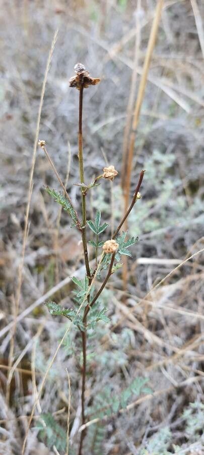 Sphaeralcea rusbyi flower