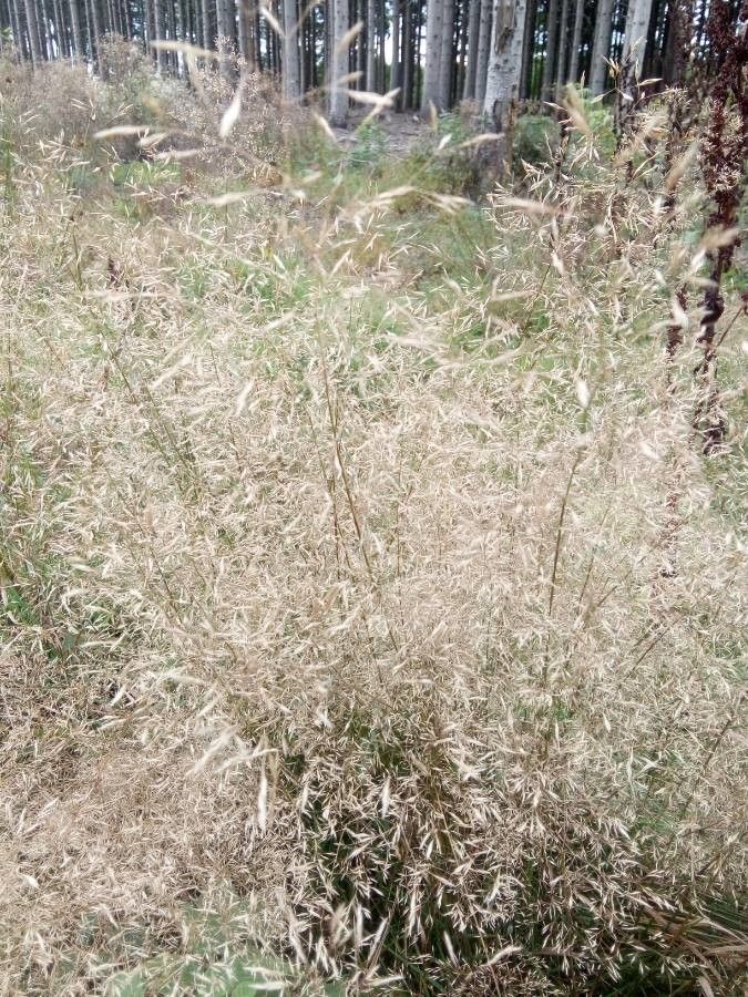 Agrostis capillaris — search result for 'Poaceae'