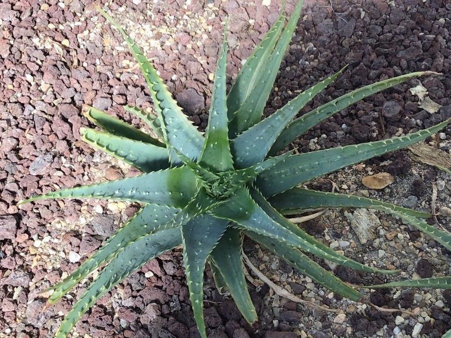 Aloe parvula — houseplant care guide